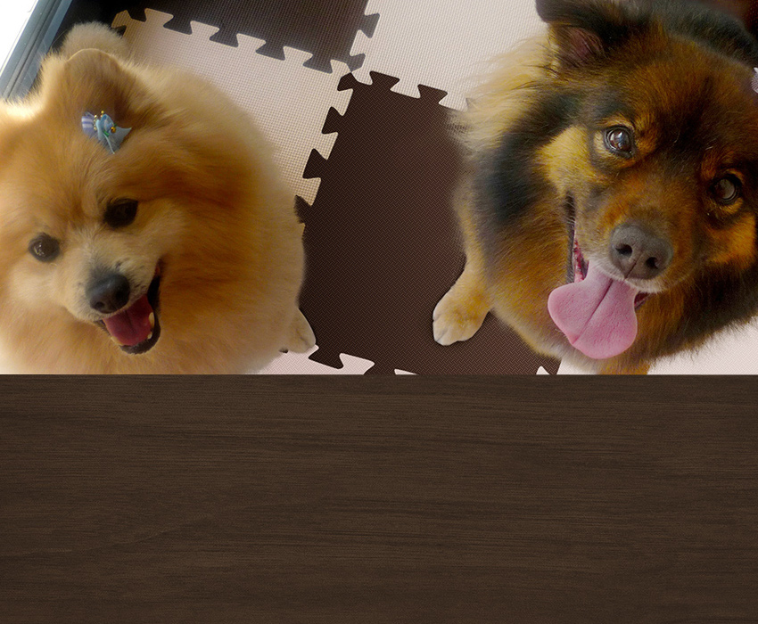 犬の美容室 Love and Peace